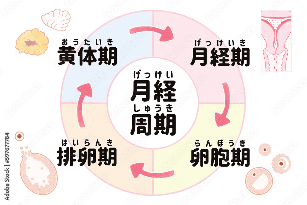 Obraz premium Menstrual cycle pie chart; Japanese language PNG