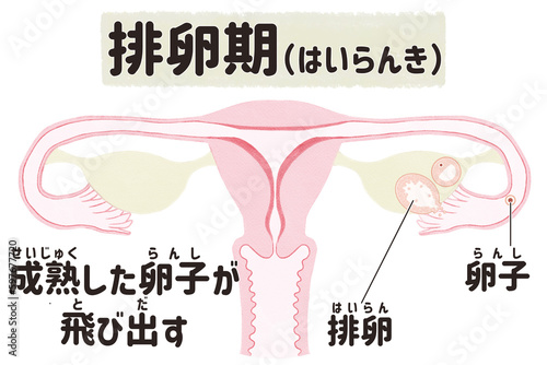 Menstrual cycle diagram; Ovulation phase PNG
