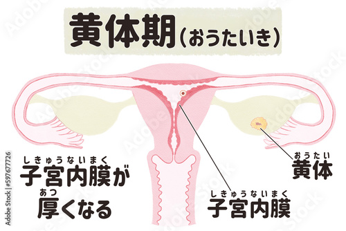Menstrual cycle diagram; Luteal phase PNG