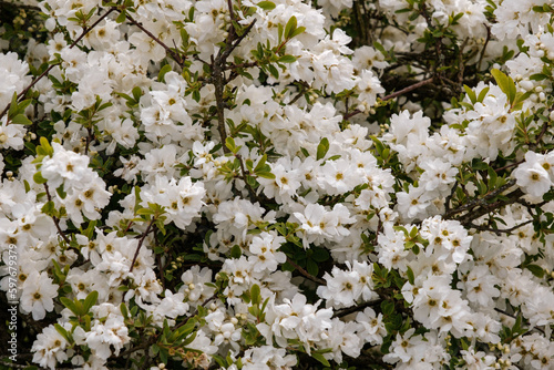 Commom pearlbush (Pearlbush) flowers in early spring photo