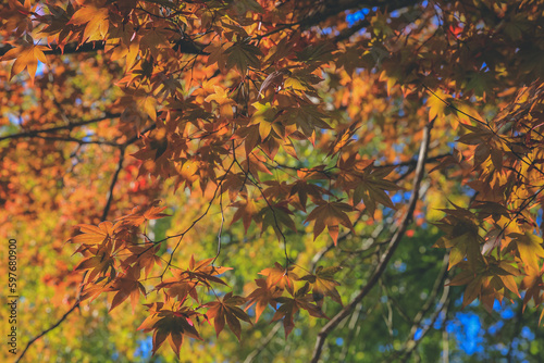 the tree at fall season at Shirakawa go, Japan