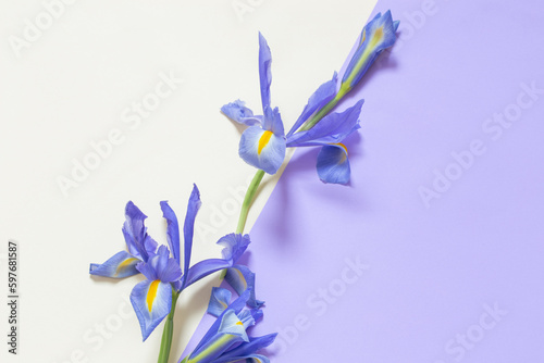 blue irises on purple and yellow  paper background © Maya Kruchancova