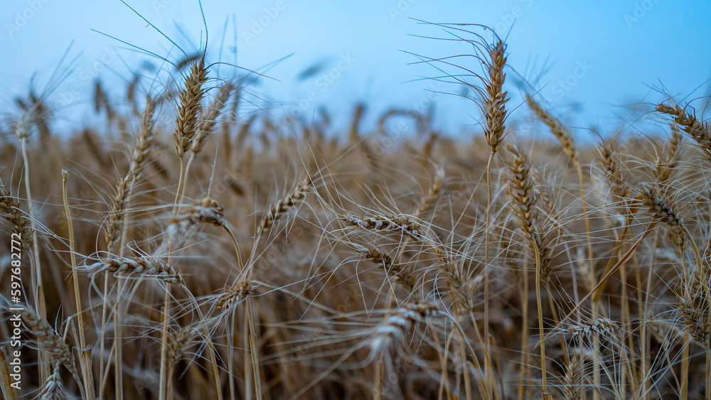 Fototapeta premium Close-up of wheat growing outdoors, Golden wheat