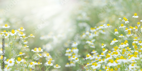 Fototapeta Naklejka Na Ścianę i Meble -  Daisy flower blossom in the garden
