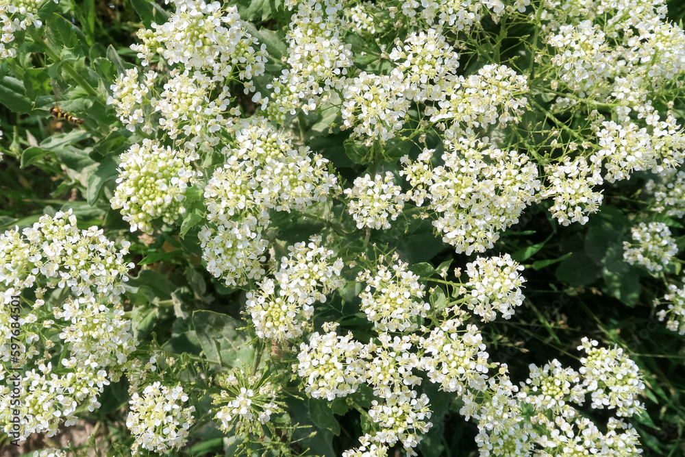 ild flowers petals white color detail view natural macro photography ild flowers petals white color detail view natural macro photography