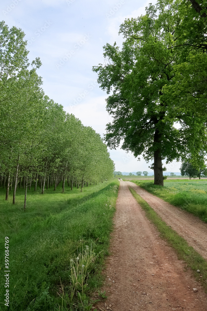 Po Valley landscape field cultivation nature natural agriculture farmhouse tree earth