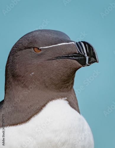 Razorbill Close Up Portrait photo