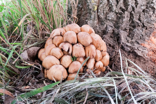 Mushroom stump bush toxic detail vision natural nature macro photography