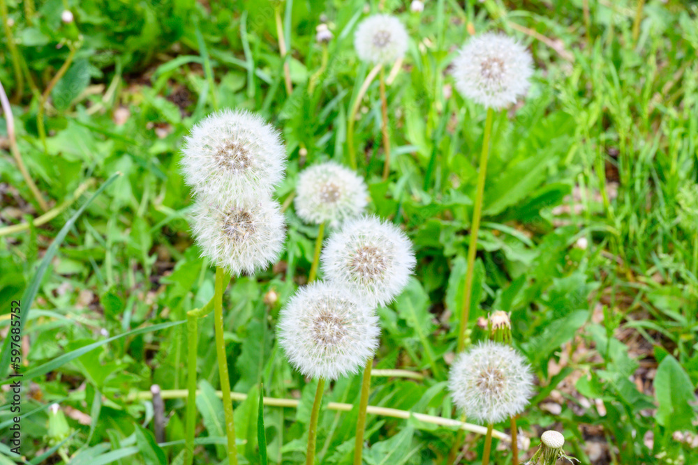Glade of fresh meadow dandelions on a sunny spring day. Flowering dandelions. Excellent background for the expression of spring mood. Dandelion plant with a fluffy bud. Glade of fresh meadow dandelions on a sunny spring day. Flowering dandelions. Excellent background for the expression of spring mood. Dandelion plant with a fluffy bud.