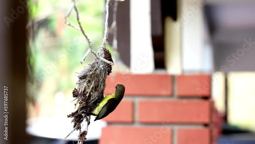 Close-up of long-billed spiderhunter bird weaving nest at residential home photo
