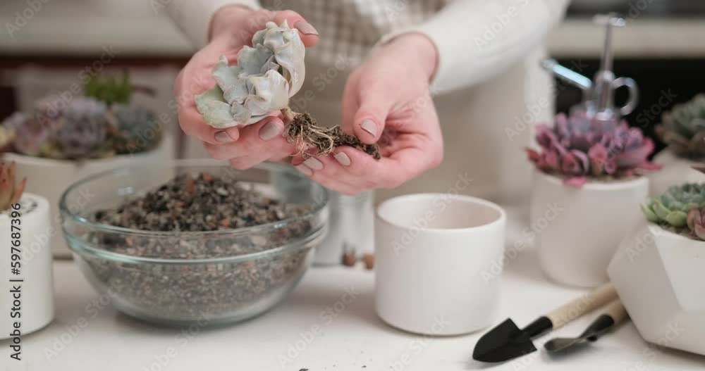Woman preparing Echeveria Succulent rooted cutting for transplantation in a pot Woman preparing Echeveria Succulent rooted cutting for transplantation in a pot