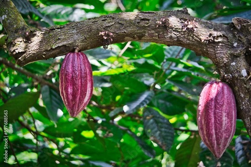 Reife Kakaofrucht in Guatemala