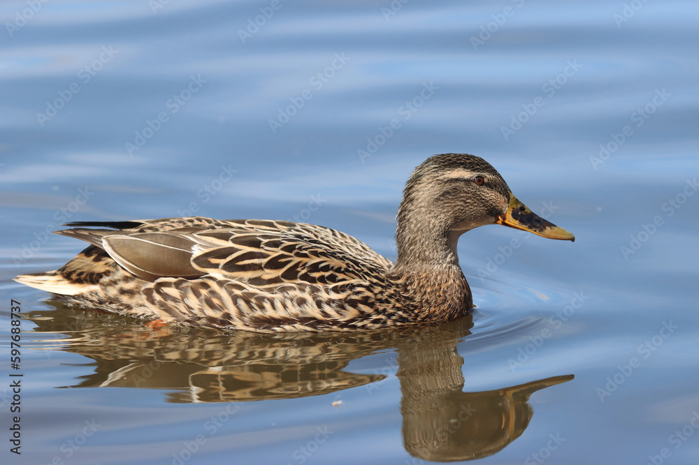 Mallard Mallard