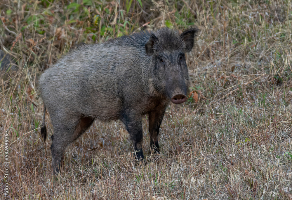 Wild boar pig 