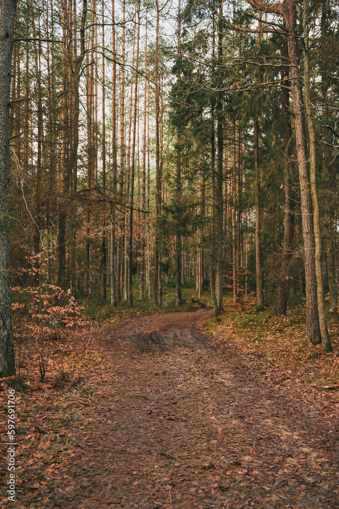 Forest landscape view. Concept of nature preservation. Forest landscape view. Concept of nature preservation.