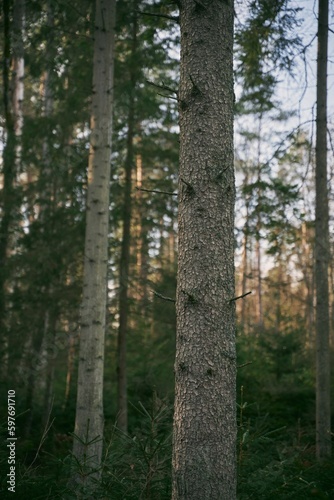 Fototapeta Naklejka Na Ścianę i Meble -  tree trunk bark close up in the forest. natural background
