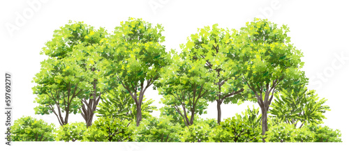 Vector watercolor of tree side view isolated on white background for landscape and architecture drawing, elements for environment and garden, painting botanical for section