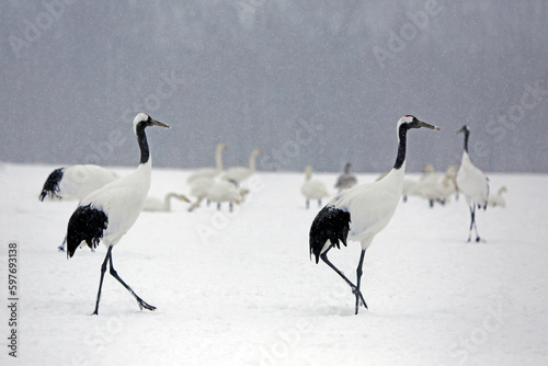Red crowned cranes in snow