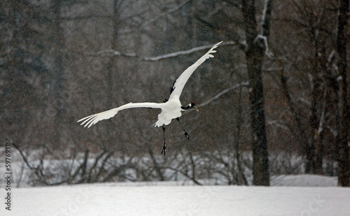 Red crowned crane