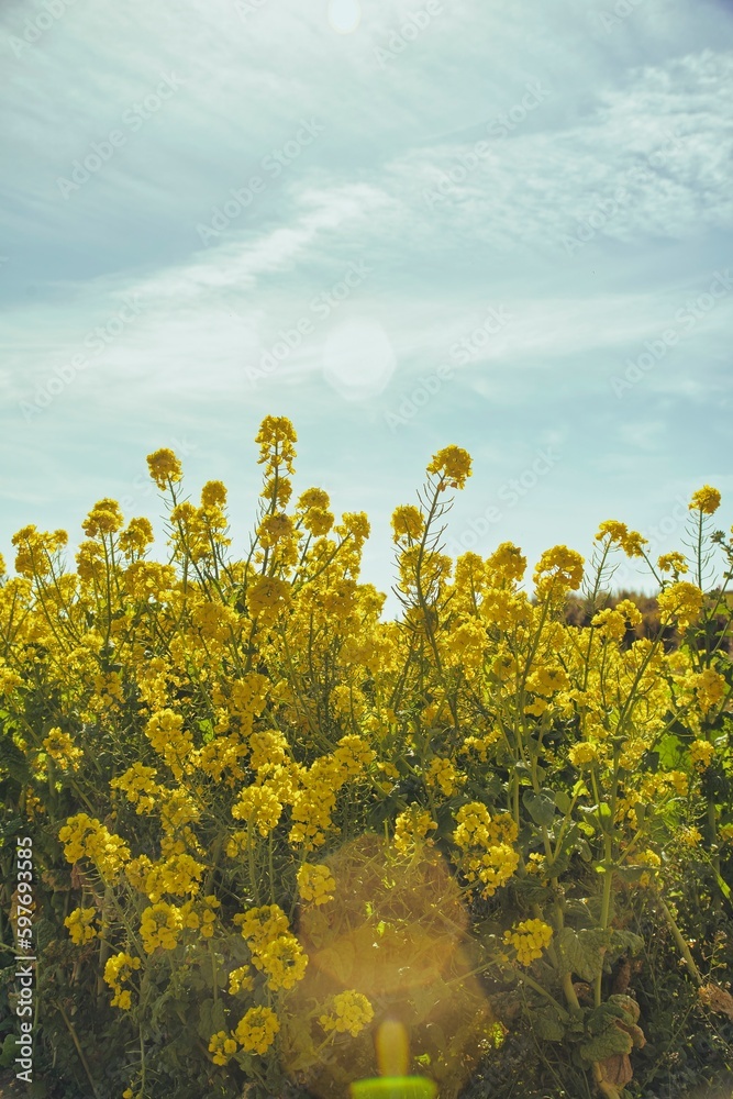 Obraz premium 菜の花 