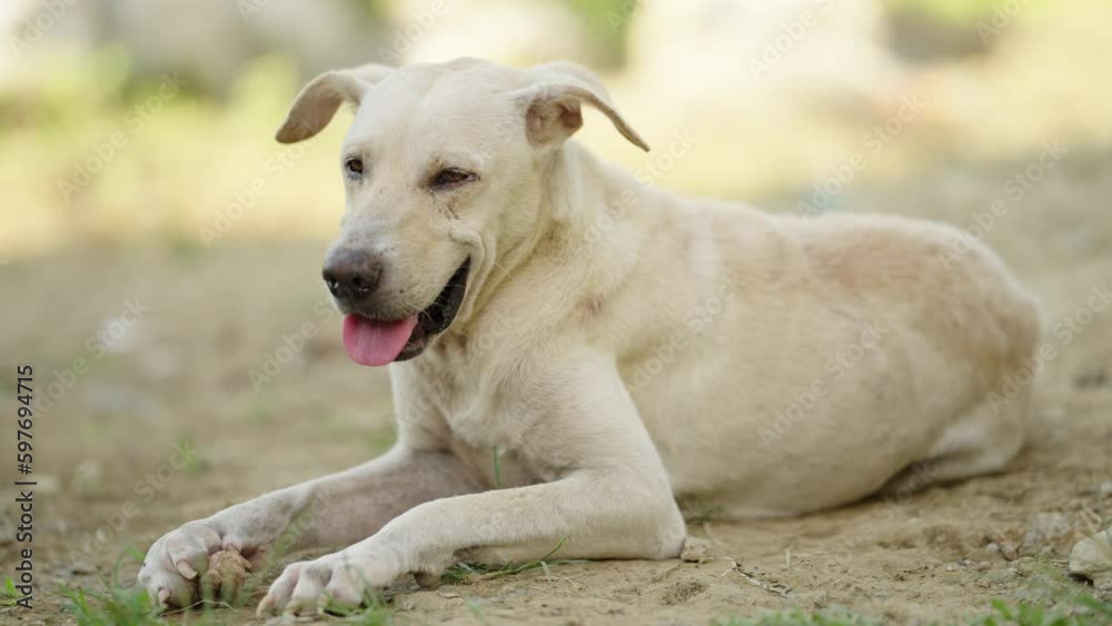 Relaxing white dog breathes with mouth open in outdoor portrait