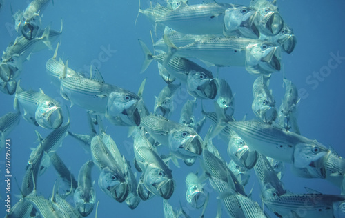 lot of big mouth mackerel fishes swimming close with open mouth during diving