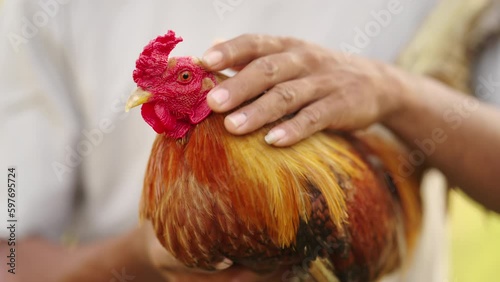 Closeup portrait of a majestic cockfighting rooster being affectionately patted photo