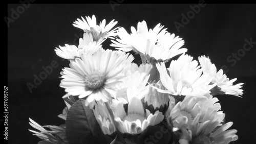 Blooming Garden Lawn Daisy Rotating Against Black Background photo