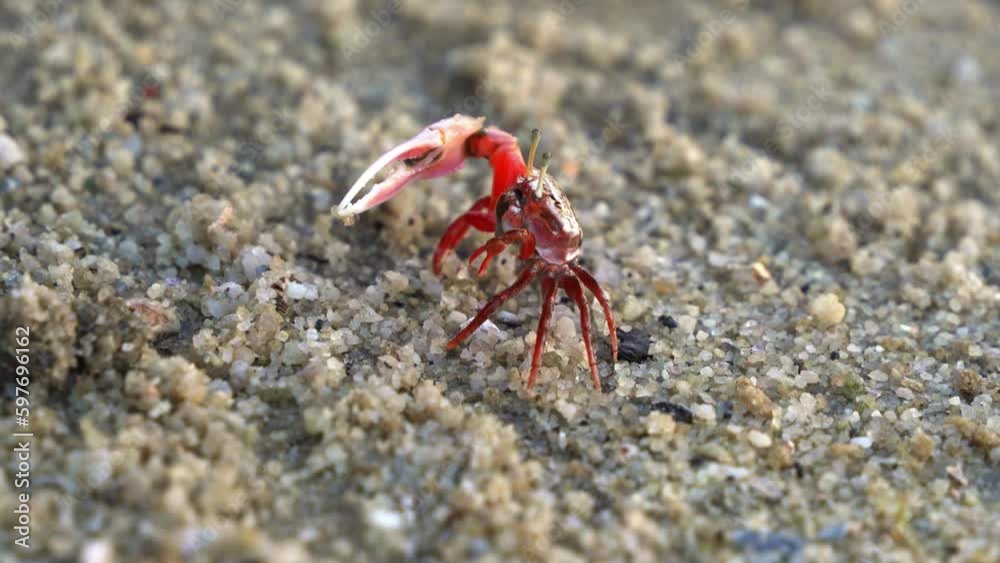 Close up shot of crustacean species, a wild male sand fiddler crab displaying courtship, waving its distinctive asymmetric claws during mating season to attract female partner. Close up shot of crustacean species, a wild male sand fiddler crab displaying courtship, waving its distinctive asymmetric claws during mating season to attract female partner.