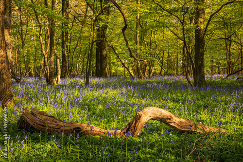 April springtime bluebell woodland near Mountfield on the high weald in East Sussex south east England
