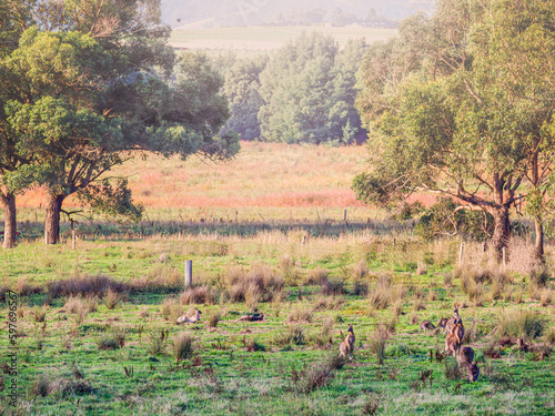 Yarra Valley Kangaroos