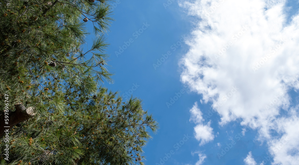 Pine tree touching blue sky with one white cloud background. Nature, under view. Pine tree touching blue sky with one white cloud background. Nature, under view.