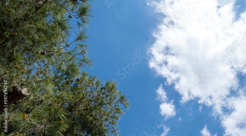 Pine tree touching blue sky with one white cloud background. Nature  under view.