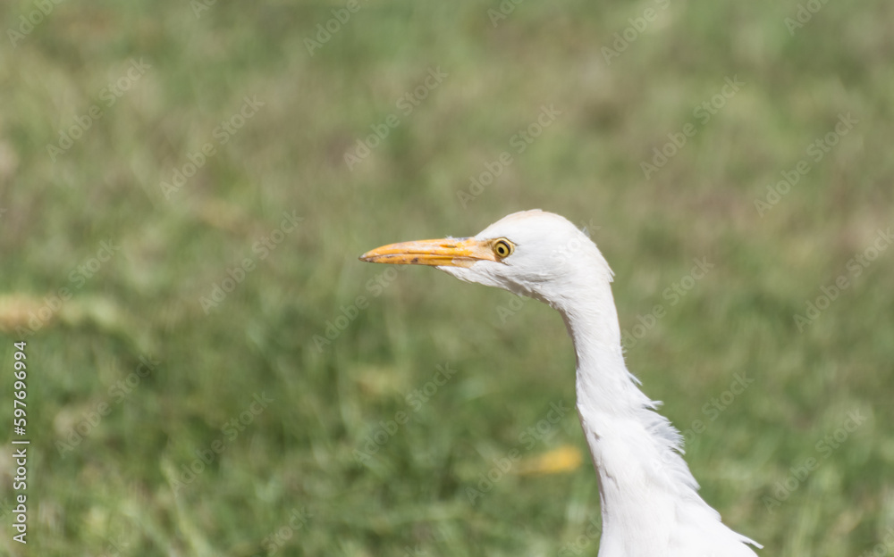 young white reef egret standing in the grass young white reef egret standing in the grass