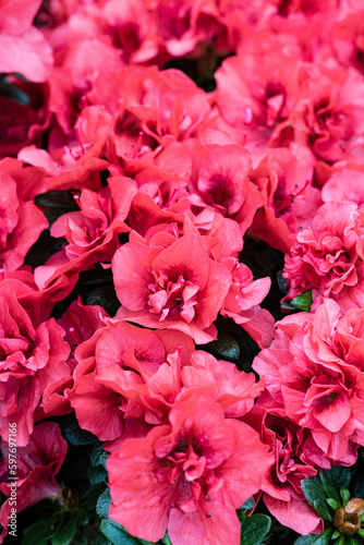 Brightly saturated salmon-colored petals of azale  with dark spots in the middle. MAcro. BLur.2023 photo