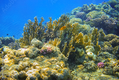 yellow corals in blue sea water during diving on vacation in egypt