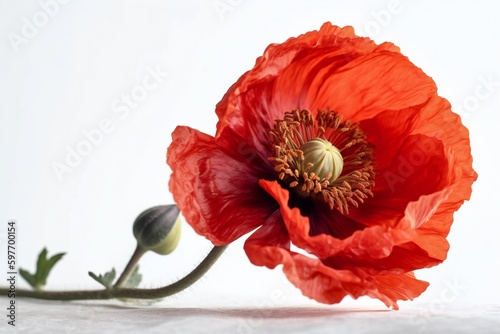 AI Generative Captivating Red Poppy Flower in white background, Minimalism in Photography