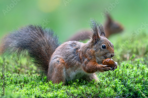 Eurasian red squirrel (Sciurus vulgaris) sitting on moss an eating a hazelnut. Noord Brabant in the Netherlands. Red squirrel in the background.                   © Albert Beukhof