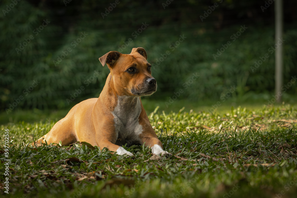 dog on grass looking alert