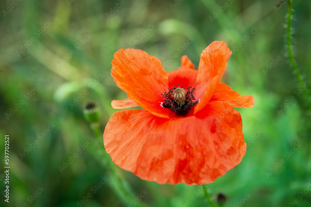 Close up of a poppy flower on a green background Close up of a poppy flower on a green background