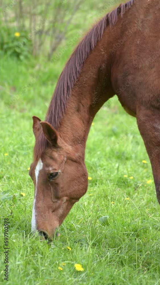 Grazing brown horse in the meadow eating grass, slow motion vertical video
