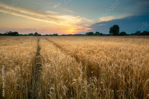 Wheel tracks in grain field and sunset sky, eastern Poland