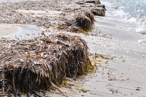 Posidonia mediterranea on the seashore