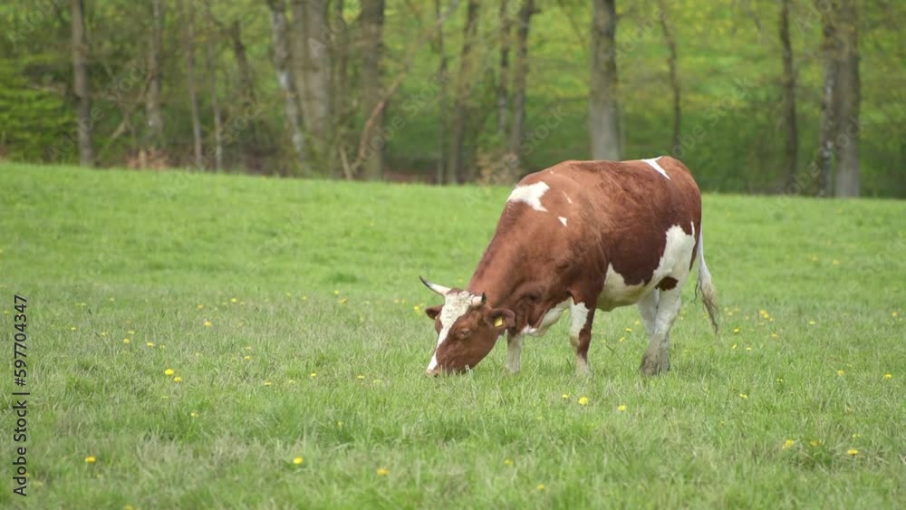 Fleckvieh cattle on a pasture, brown and white spotted cow with horns grazing in a field in the rural countryside near a forest
Fleckvieh cattle on a pasture, brown and white spotted cow with horns grazing in a field in the rural countryside near a forest