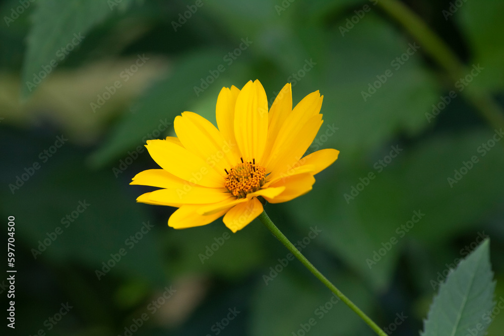 yellow flowers daisy green background. Birthday card, Mother's Day card, invitation. Copy space, pattern, wallpaper, banner, cover, mockup, for design yellow flowers daisy green background. Birthday card, Mother's Day card, invitation. Copy space, pattern, wallpaper, banner, cover, mockup, for design