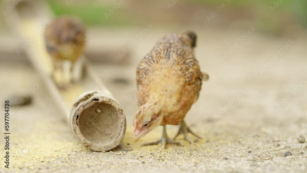 Close-up of Rural, Asian Chick Eating Grain, free-range poultry, organic farm Close-up of Rural, Asian Chick Eating Grain, free-range poultry, organic farm