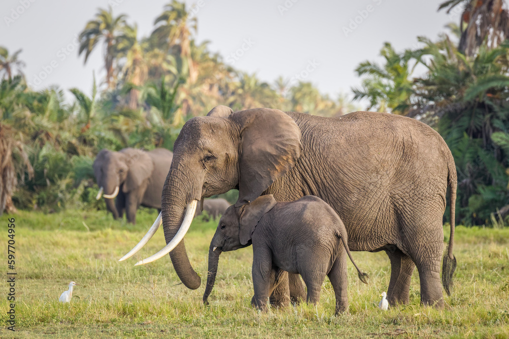Elephant ( Loxodonta Africana) with calf, Amboseli National Park, Kenya.