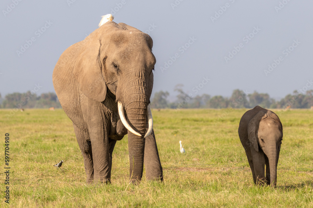 Fototapeta premium Elephant ( Loxodonta Africana) with calf, Amboseli National Park, Kenya.