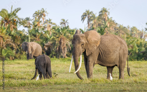 Elephant   Loxodonta Africana  with calf  Amboseli National Park  Kenya.