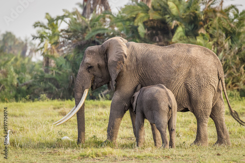 Elephant ( Loxodonta Africana) with calf, Amboseli National Park, Kenya.